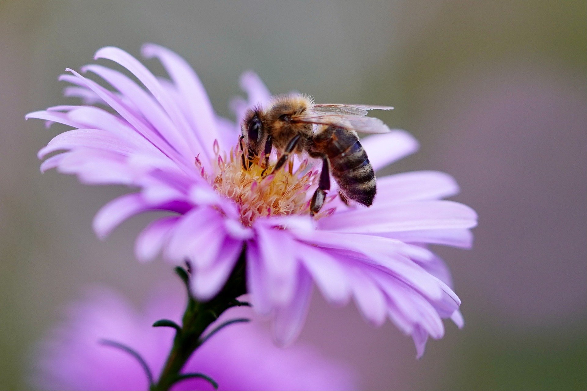 Kamelle für den Garten – Bienenwiese zum Frühlingsbeginn
