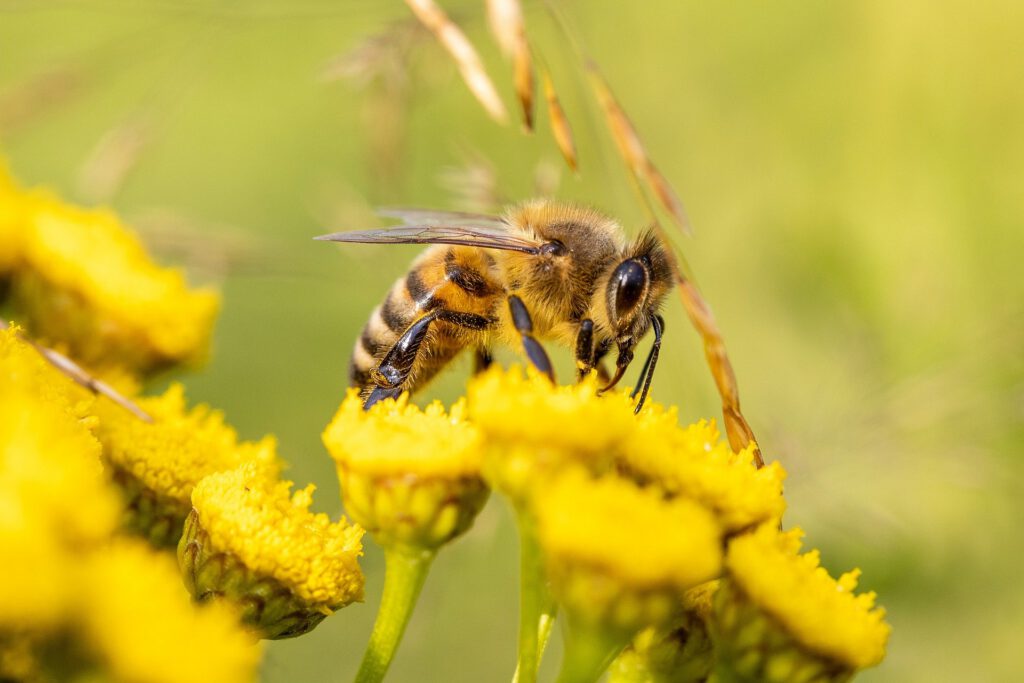 Das Bild zeigt eine Honigbienen beim Bestäuben einer Blume.